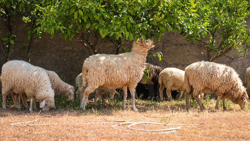 Crna Gora: Koronavirus uticao i na tradiciju žrtvovanja kurbana