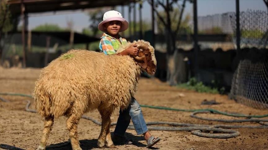 أموال "المقاصة" و"كورونا" يؤثران على أضاحي فلسطين