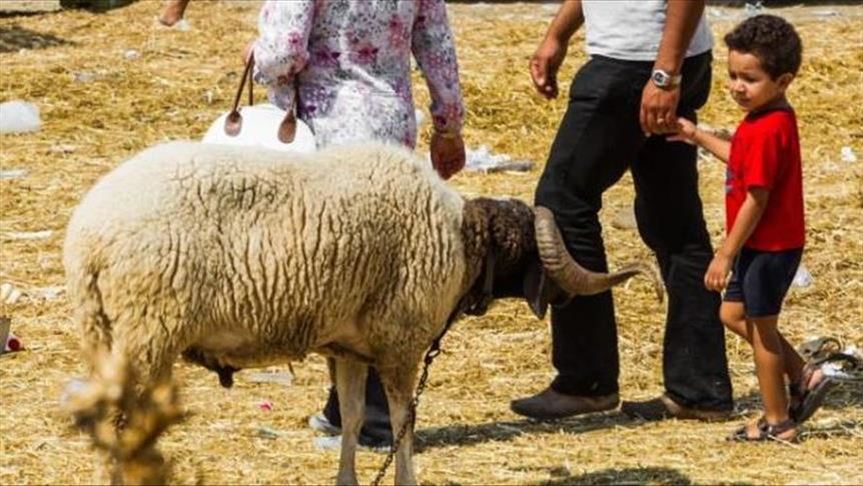 بسبب الحجر.. كباش العيد تُباع افتراضيا في الجزائر (تقرير)