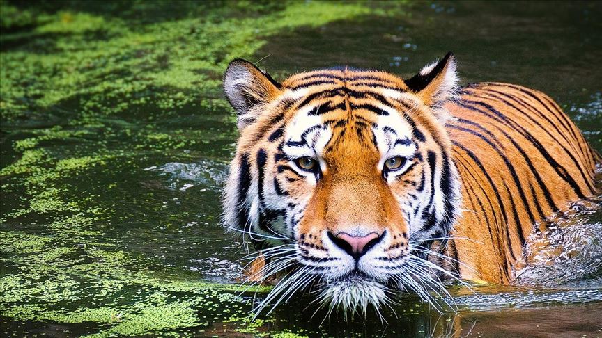 Shrinking mangroves hit tiger habitat in Bangladesh