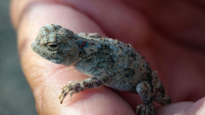 Conservation groups work as guardian of wildlife