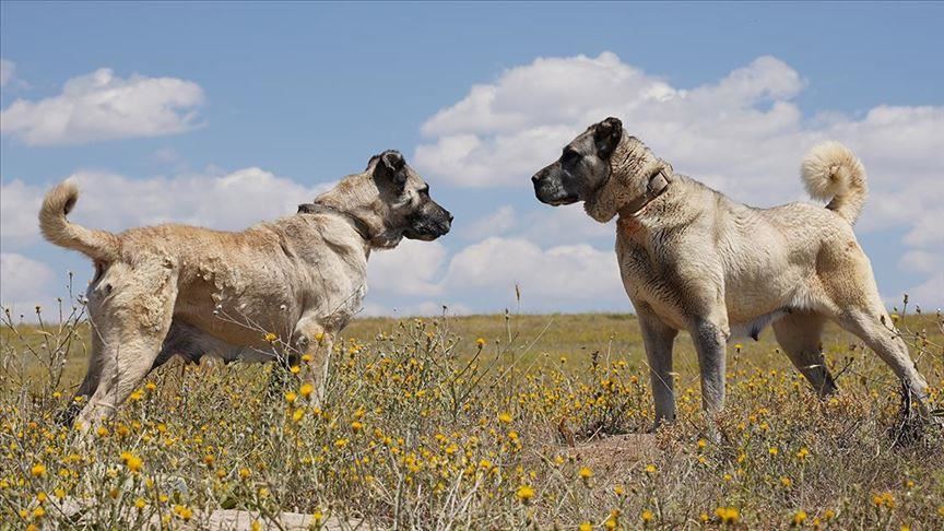 Turska: Kretanje autohtonih pastirskih pasa Kangala pratit će pomoću čipova