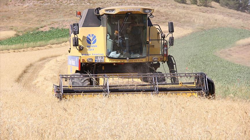 Metruk evde bulunan bir avuç ata tohumu buğdaya sahip çıkıldı