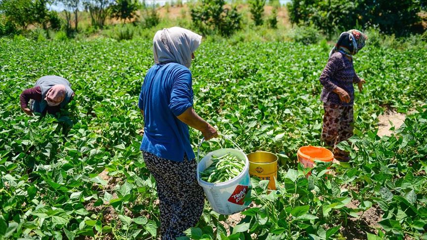 Boş arazisinde tarıma başlayan girişimci anne Iğdırlı kadınların iş umudu oldu