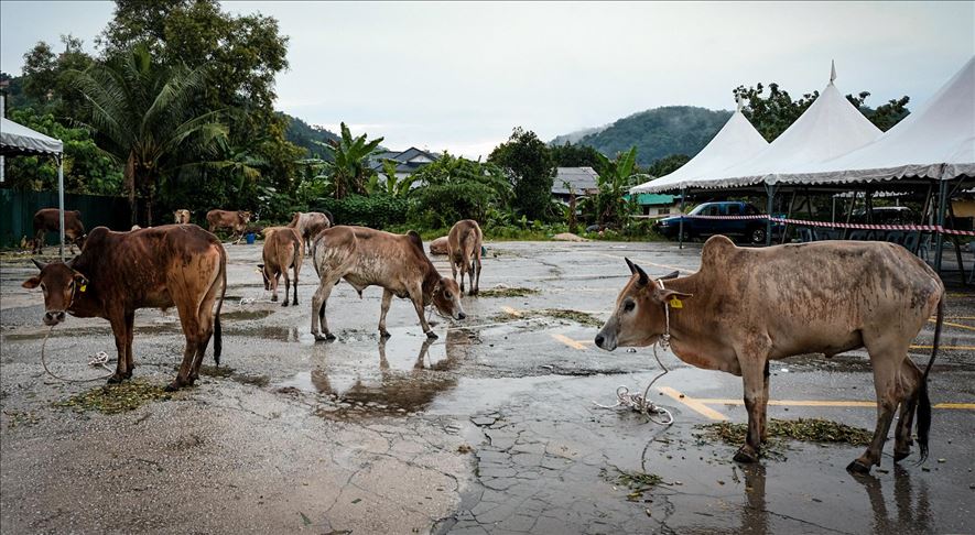 Turki sumbang daging kurban ke warga Gaza selama Iduladha