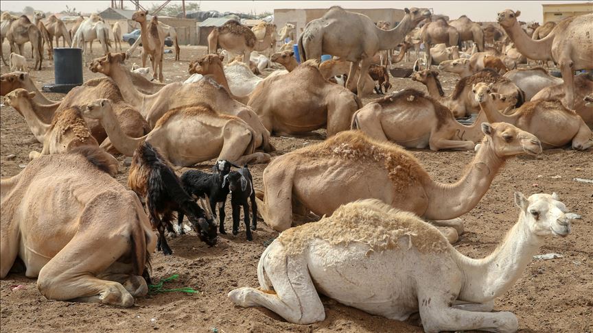 It is not coronavirus killing camels in Kenya: Official