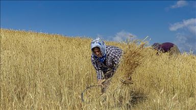 Tarım makinelerinin giremediği tarlaları kadınlar orakla biçiyor