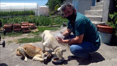 Veteriner hekimden sokak hayvanları için 'askıda mama' uygulaması