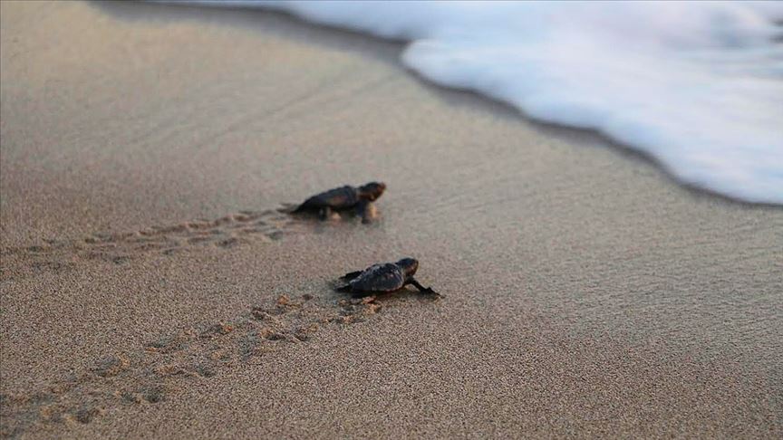 Patara Da Caretta Caretta Yavrulari Denizle Bulustu