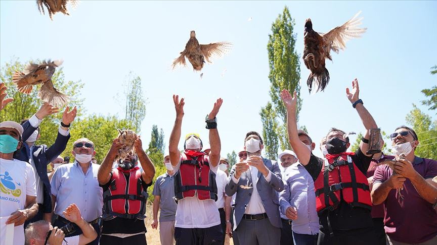 Tokat'ta 'kene avcısı' bin keklik ve sülün doğaya salındı