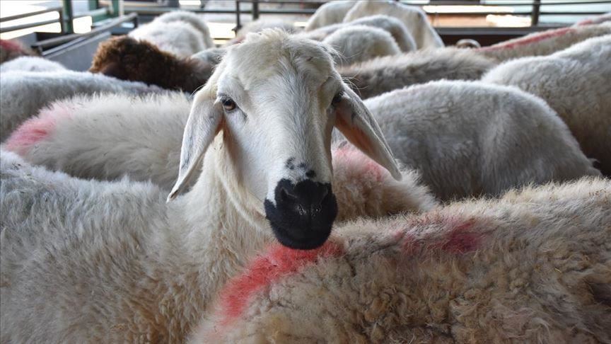 ترکیه به مقام نخست جهانی تولید شیر گوسفند دست یافت