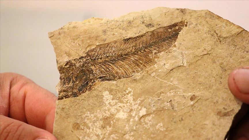 Bolu'daki fosil ormanda 19 milyon yıl öncesine yolculuk