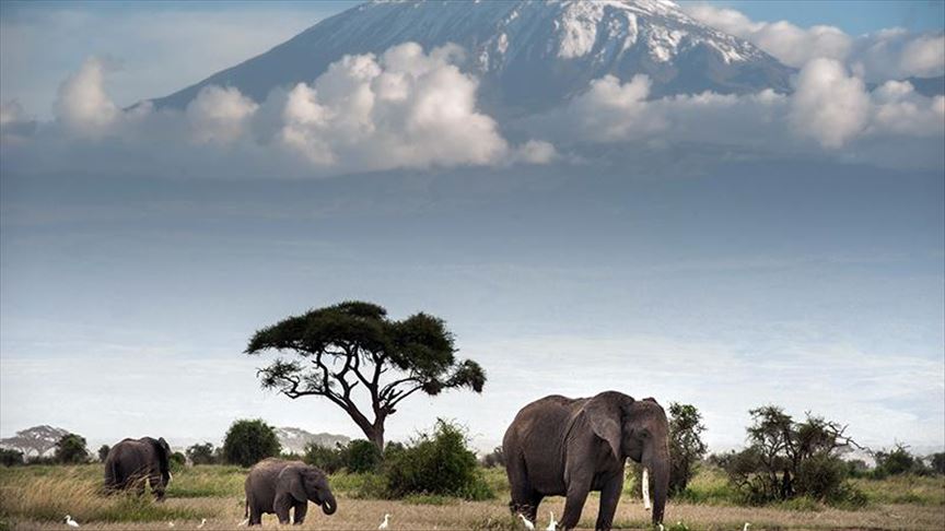 Kenya wildlife park sees elephant baby boom