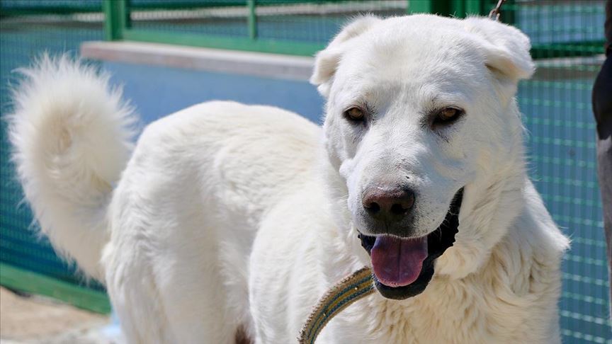 'En iyi sürü bekçi köpeği' modern tesiste yetiştirilecek