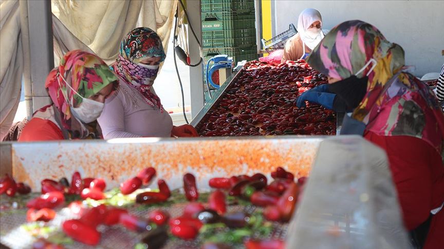 Hollandalılar Kulaca salçasından vazgeçmiyor