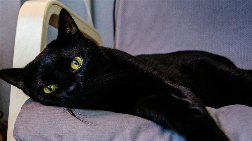Black cat ‘bad omen' notion hard to break in Cameroon