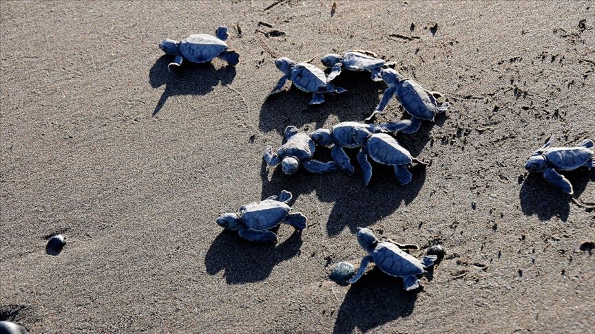 Mersin'de yavru deniz kaplumbağaları ODTÜ güvencesiyle ilk adımlarını atıyor