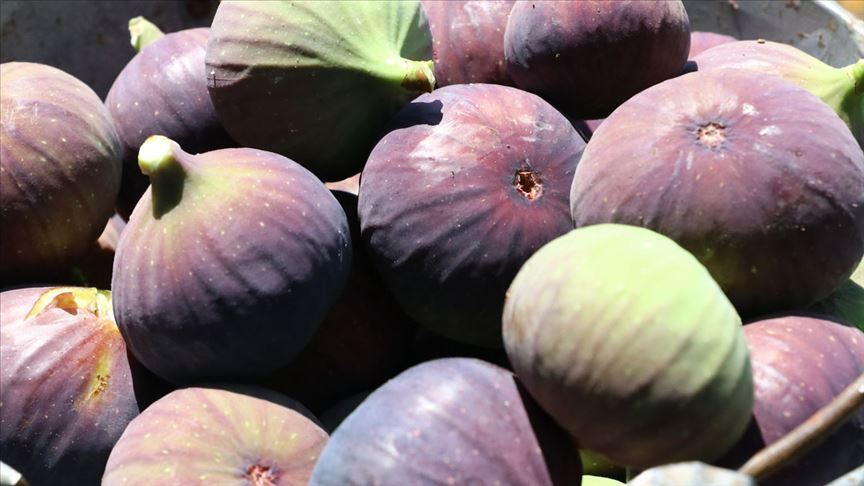 Türkiye'den 22 günde 5 milyon dolarlık incir ihracatı