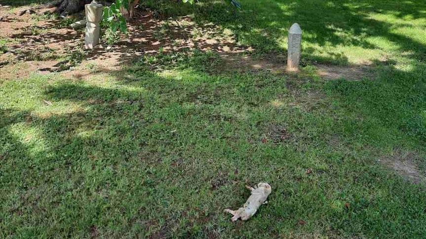 Vandali ostavili uginulu svinju u haremu Gradske džamije u Bratuncu