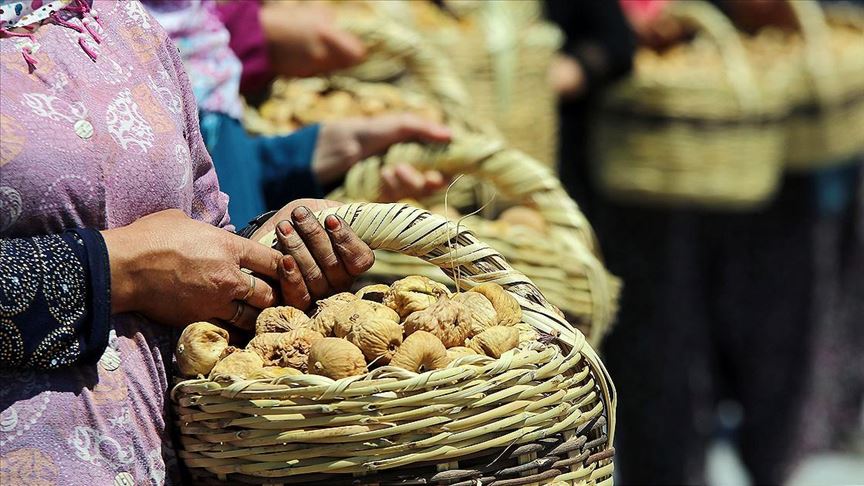 Dünyaca ünlü Aydın incirinde hasat heyecanı