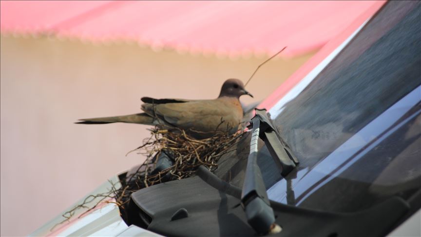 تركي يتخلى عن شاحنته مؤقتا بسبب يمامة (صورة) 1 تركي يتخلى عن شاحنته مؤقتا بسبب يمامة