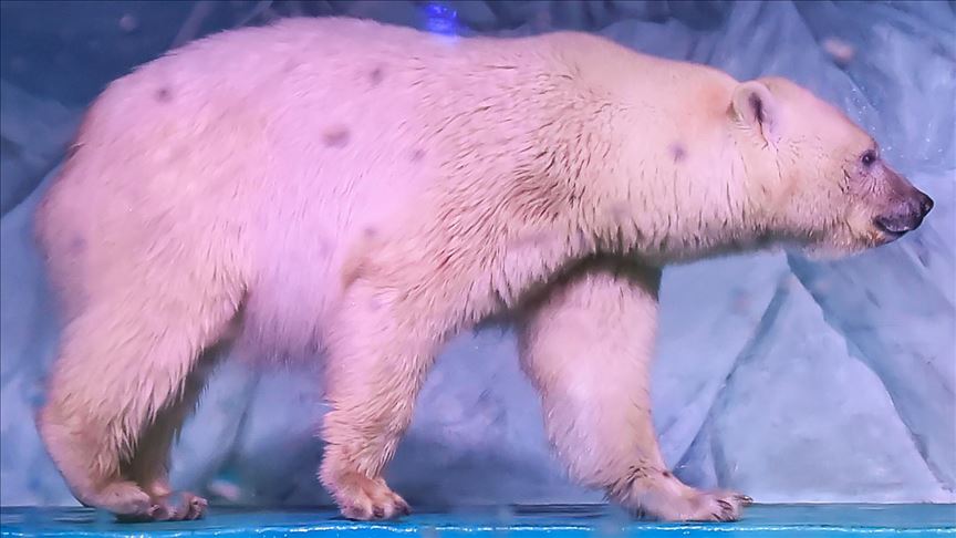Polarni medvjed ušao u kamp u Norveškoj i usmrtio jednu osobu