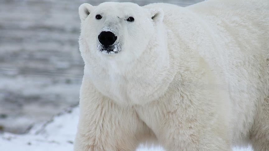 Polar bear shot dead after killing man at Norwegian Svalbard campsite