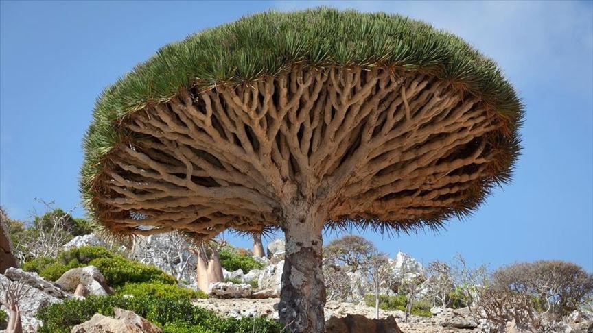 Pangkalan mata-mata Israel-UEA di Socotra targetkan Iran, China dan Pakistan