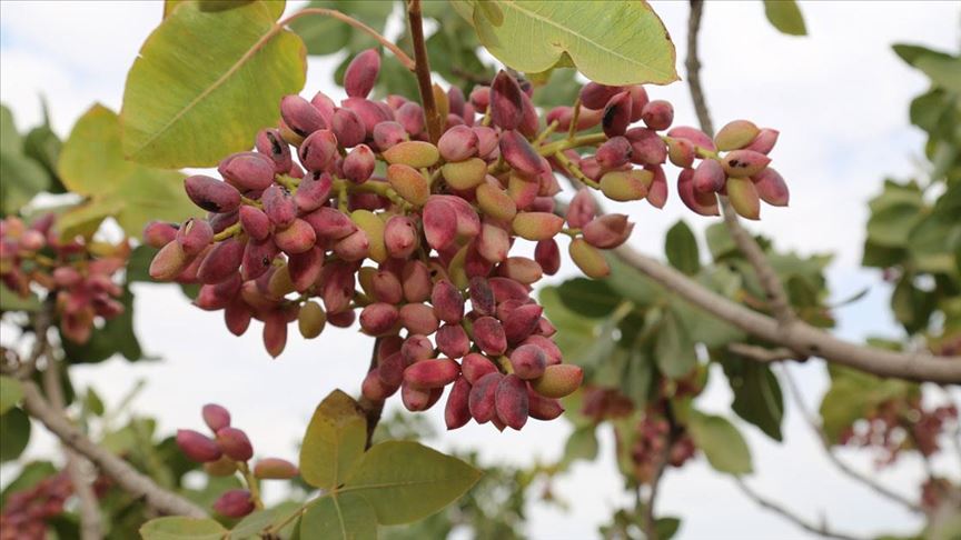 Kirmizi Kabuklu Antep Fistiginda Hasat Telasi Basladi