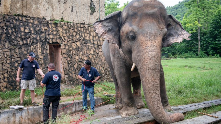 Authorities struggle to move Pakistan's lonely elephant