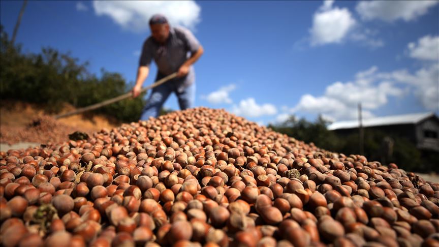 Turquía rompe su récord de exportación de avellanas