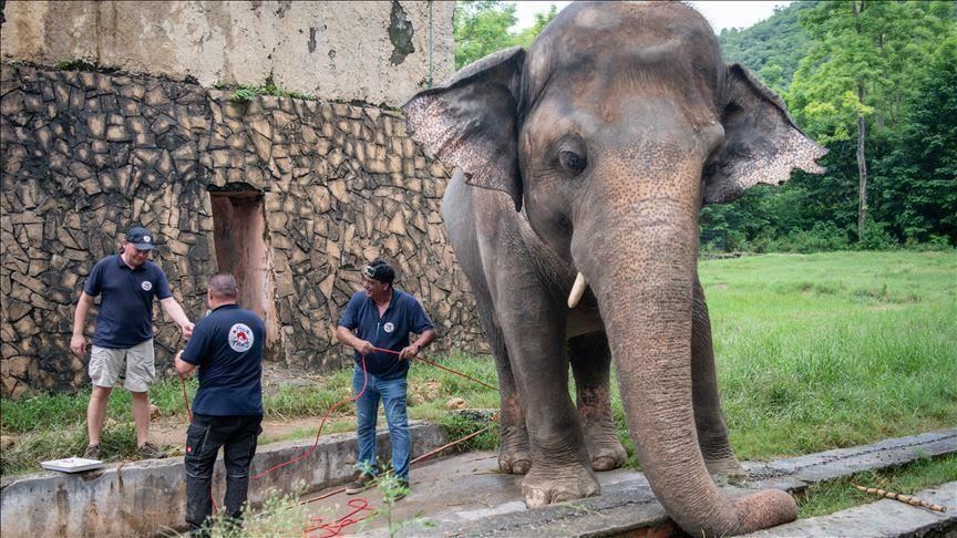 El elefante 'solitario' de Pakistán está en condiciones de ser trasladado