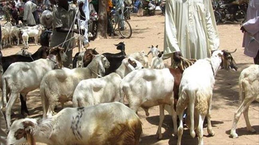 Sénégal : les sanctions de la Cedeao au Mali frappent la filière de bétail