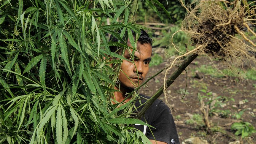 Ekstrak ganja ringankan gejala epilepsi, kanker dan parkinson