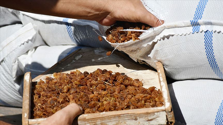 Bakan Pakdemirli Bu Yil Kuru Uzum Fiyatini 12 5 Liranin Altina Dusurmeyecegiz