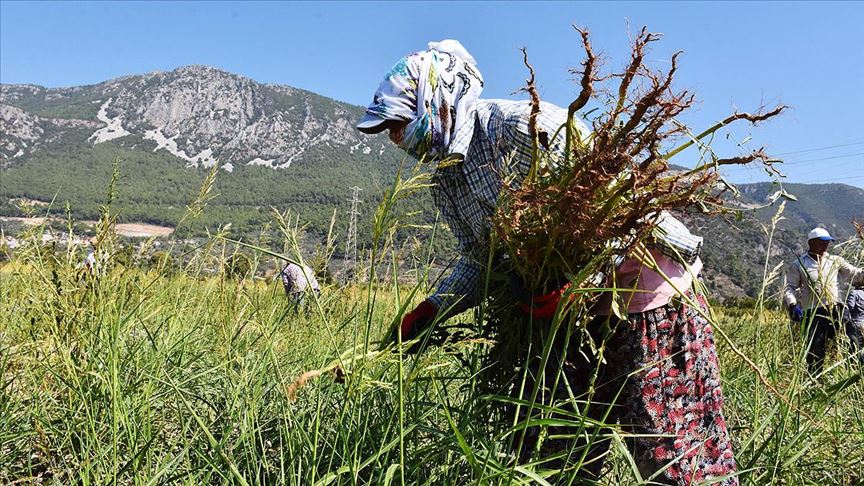 Aromasını 'Deli Memet' rüzgarından alan susam, yurt dışından ilgi görüyor