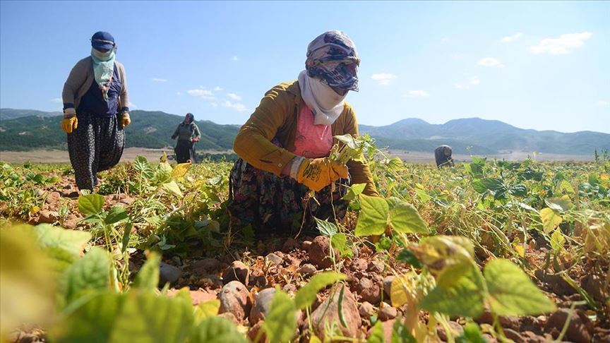 Kadın tarım işçileri Tunceli'de fasulye mesaisinde