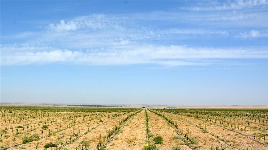 Özbekistan'ın yeni meyve bahçelerinin kurulumu Türk uzmanlara emanet