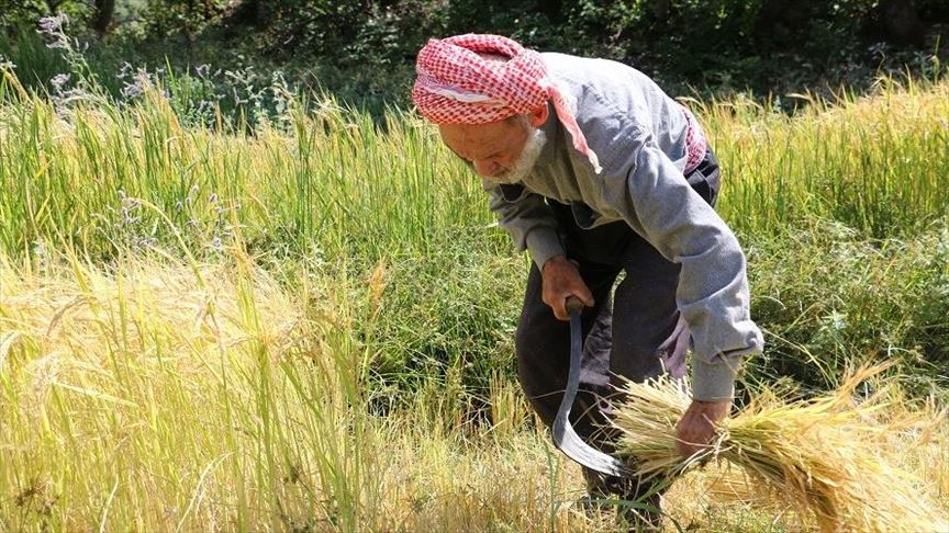 به رێگای نهریتی برنجی خۆماڵی له بهدلیس دروێنه دهكرێت