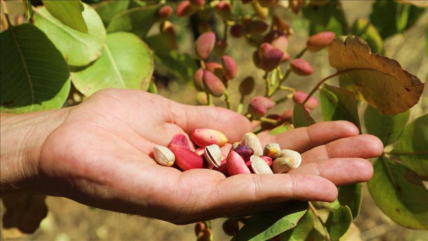 Ji darên şengêlan ên tamandî fistiqan berhev dikin