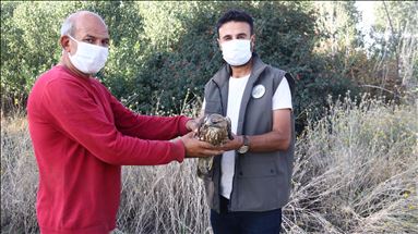 Kergez û teyrê baz ên birîndar li Hekarî û Wanê tên dermankirin