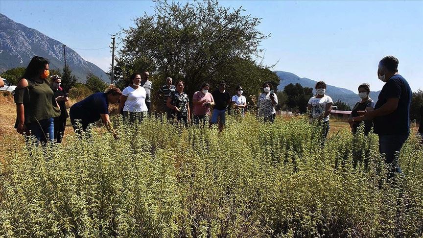 Yetistirdikleri Tibbi Aromatik Bitkiler Kadinlara Kazanc Oldu