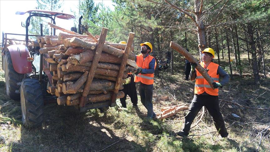 Orman işçileri evlerinden kilometrelerce uzakta ekmeğini kazanıyor