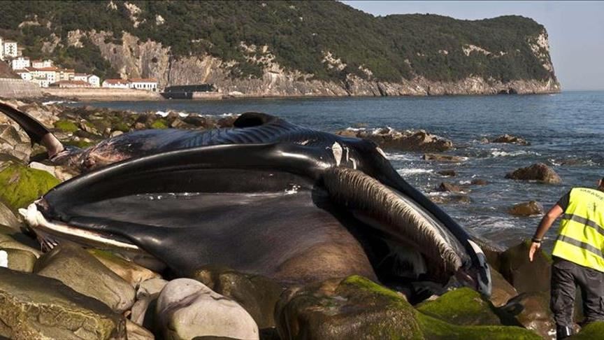 Australia: One third of 270 stranded pilot whales dead