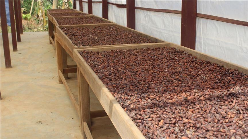 Cacao : la Côte d’Ivoire augmente sa capacité de transformation 