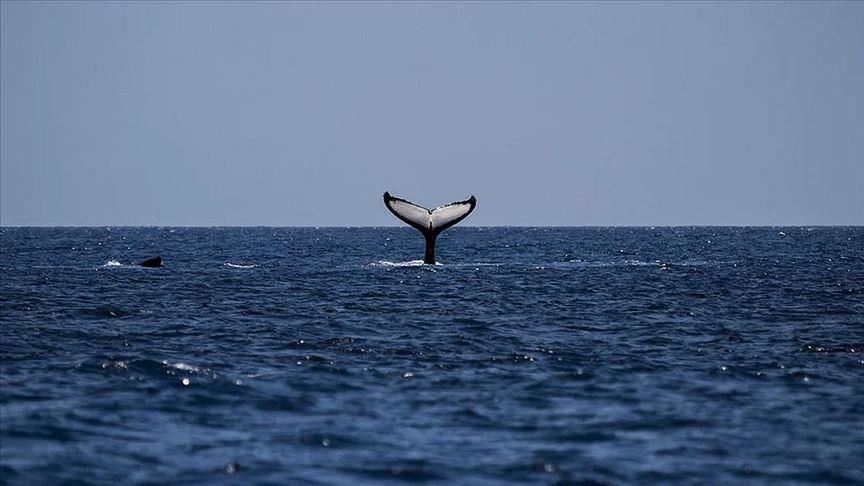 Australi, ngordhin 380 balena të bllokuara në brigje