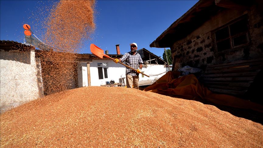 Li Qerse Candiniya Genime Sor E Ji Kal U Bavan Mirat Maye Her Ku Dice Berbelav