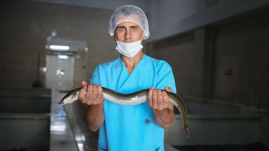 hobi amacli tuttugu yilan baliklarini ihrac etmeye basladi