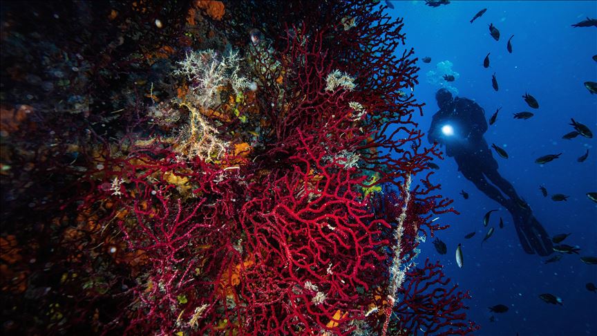 Los corales rojos, un tesoro inexplorado que se encuentra en aguas turcas