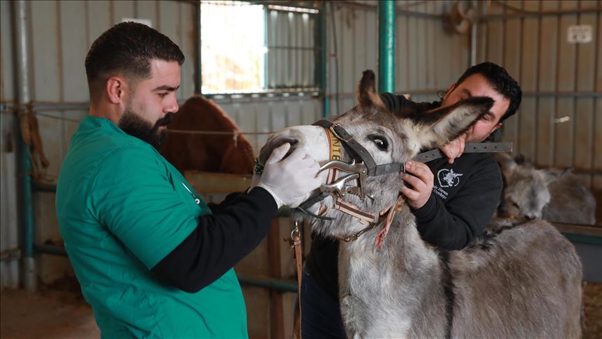 "مستشفى الحمير".. ملجأ آمن للحيوانات العاملة في فلسطين (تقرير)